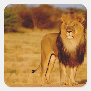 Sticker Carré Afrique, Namibie, Okonjima. Lion mâle solitaire