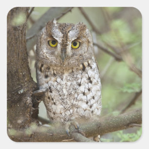 Sticker Carré Afrique. Tanzanie. Petit-duc scops à Tarangire 2