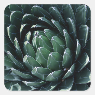 Sticker Carré Agave verte