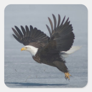 Sticker Carré Aigle à tête blanche prenant l'avion dans la neige