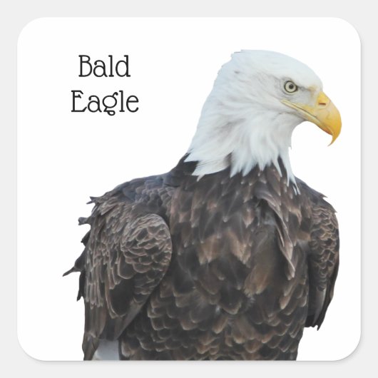 Sticker Carré Aigle de Bald (Devant)