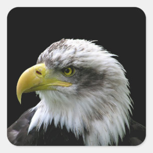 Sticker Carré Aigle de Bald