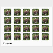 Sticker Carré Aigle de Bald sur une branche (Feuille)