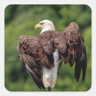 Sticker Carré Aigle de Bald sur une branche