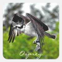 Aigle du poisson volant Osprey Nature Photographie