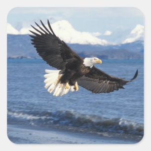 Sticker Carré aigle royal, Haliaeetus leuccocephalus, en vol