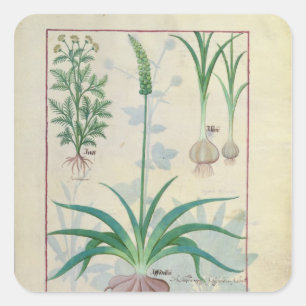 Sticker Carré Ail et d'autres plantes