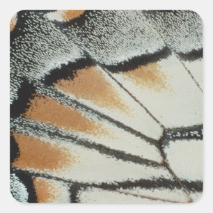 Sticker Carré Aile papillon