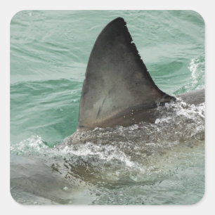 Sticker Carré Aileron dorsal d'un grand requin blanc