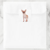 Sticker Carré Aimer Cheveux courts Chihuahua Chien Chiot (Sac)