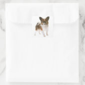 Sticker Carré Aimer Papillon Chien Chien Chien Chien Bonsoir, Ml (Sac)