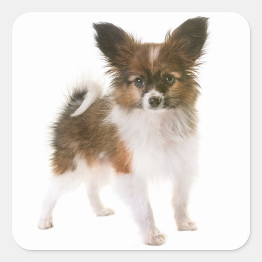 Sticker Carré Aimer Papillon Chien Chien Chien Chien Bonsoir, Ml (Devant)