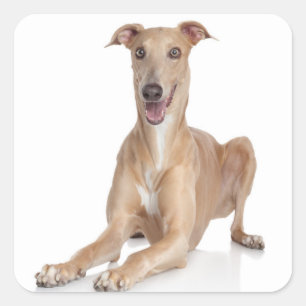 Sticker Carré Aimez Le Joyeux Tan Gris Et Le Chien À Chien Blan