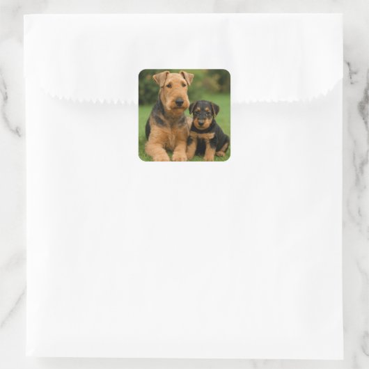 Sticker Carré Airedale Terrier Avec Chiot (Sac)