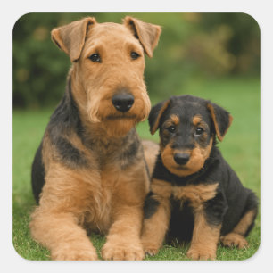 Sticker Carré Airedale Terrier Avec Chiot