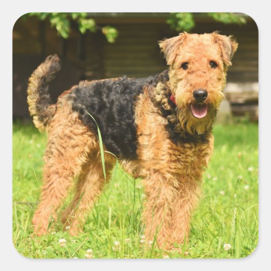Sticker Carré Airedale Terrier Chien chiot (Devant)