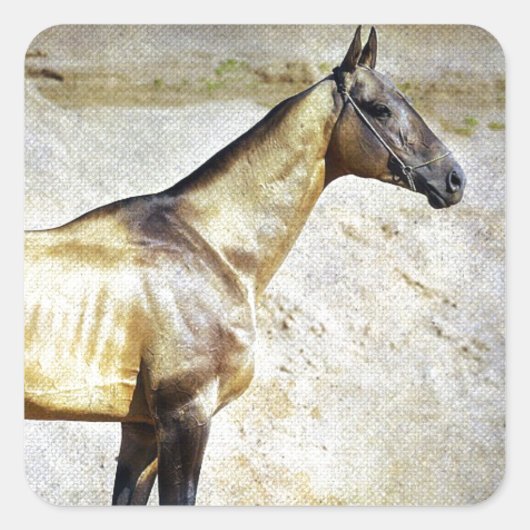 Sticker Carré Akhal-teke (Devant)