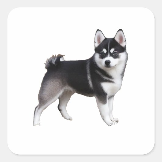Sticker Carré Alaskan Klee Kai (Devant)