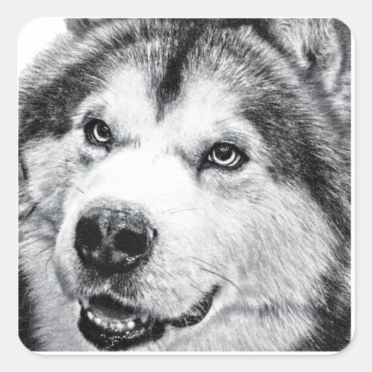 STICKER CARRÉ ALASKAN MALAMUTE (Devant)