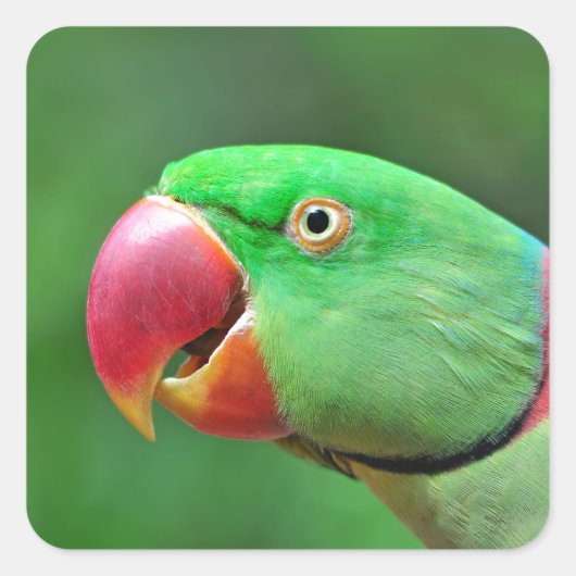 Sticker Carré Alexandrine Parakeet (Devant)