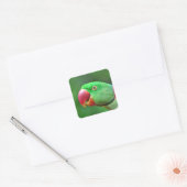 Sticker Carré Alexandrine Parakeet (Enveloppe)