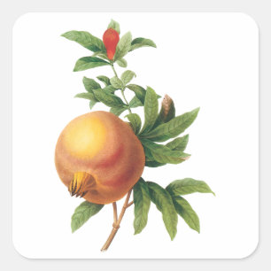 Sticker Carré Aliments anciens Fruit, Grenade par Redoute