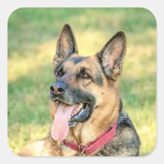 Sticker Carré Allemand Shepard (Devant)