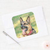 Sticker Carré Allemand Shepard (Enveloppe)