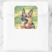 Sticker Carré Allemand Shepard (Sac)