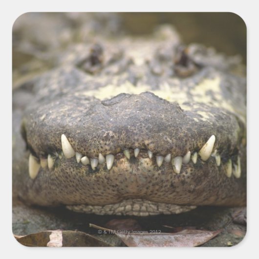 Sticker Carré Alligator américain (Devant)