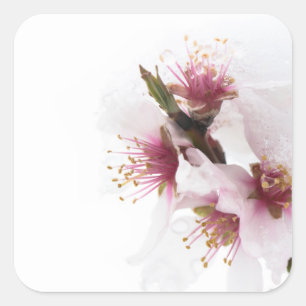 Sticker Carré Almond tree flowers covered by snow