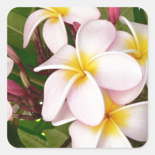 Sticker Carré Aloha Fleurs de frangipanier hawaïennes Plumerias