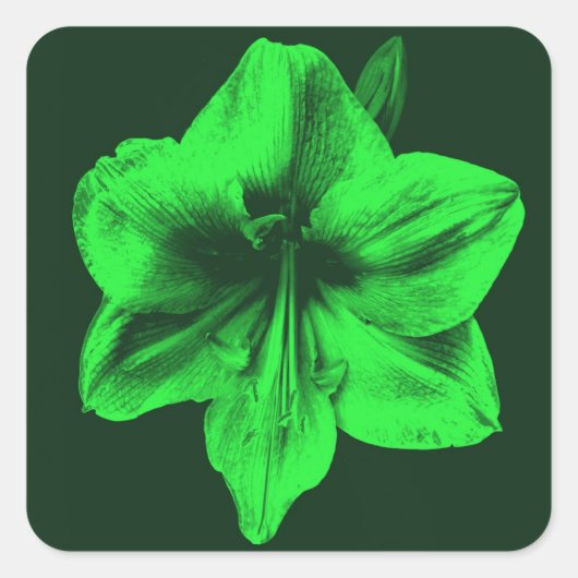 Sticker Carré Amaryllis vert (Devant)