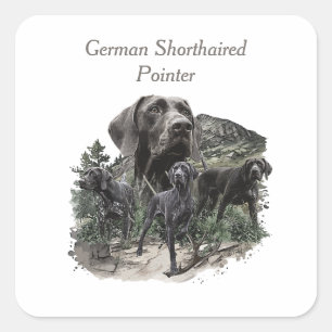 Sticker Carré Amateurs allemands de pointeur à cheveux courts