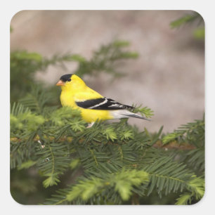 Sticker Carré Américain Goldfinch mâle dans un arbre