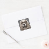 Sticker Carré American Cocker Spaniel (Enveloppe)