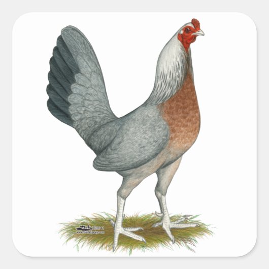 Sticker Carré American Game Hen Silver Blue (Devant)