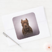 Sticker Carré American Staffordshire Terrier (Enveloppe)