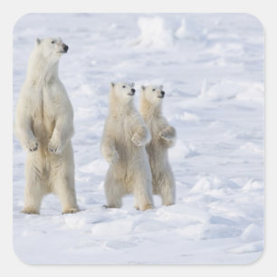 Sticker Carré Amérique du Nord, Canada, Manitoba, Churchill. 5