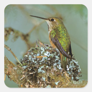 Sticker Carré Amérique du Nord, États-Unis, Alaska. Colibri à go