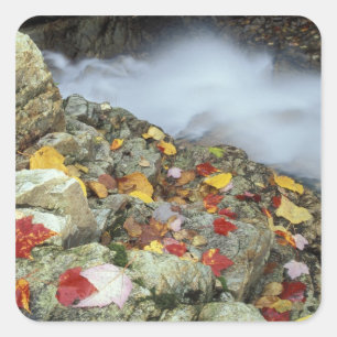 Sticker Carré Amérique du Nord, États-Unis, NH, Automne en Nouve