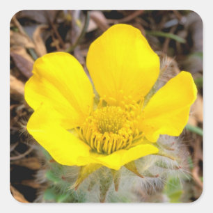 Sticker Carré Amérique du Nord, USA, Alaska, Denali National