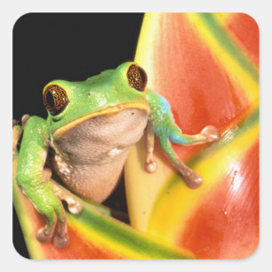 Sticker Carré Amérique du Sud, Équateur, Amazonie. Grenouille ar