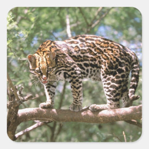 Sticker Carré Amérique du Sud, Équateur, Amazonie. Ocelot