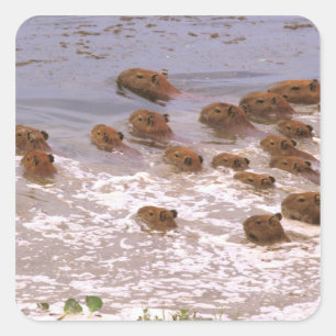 Sticker Carré Amérique du Sud, Venezuela, Llano.