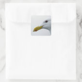 Sticker Carré Amical Seagull ? (Sac)