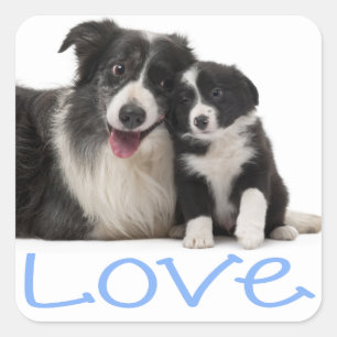 Sticker Carré Amour Chien Border Collie Noir et Blanc Blue