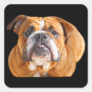Sticker Carré Amour Français Bulldog Chien visage - Mascotte Bro
