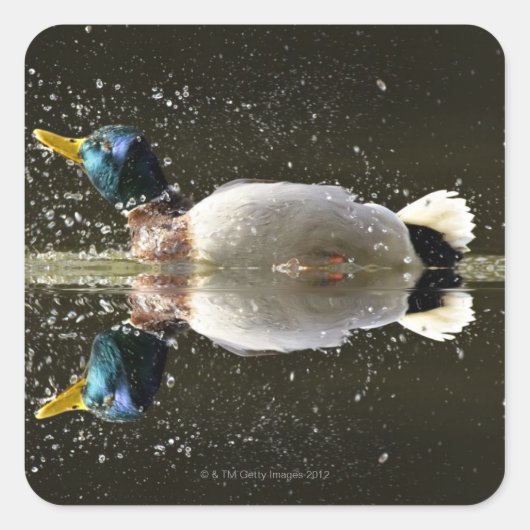 Sticker Carré (Anas platyrhyncus), secouer l'eau après (Devant)