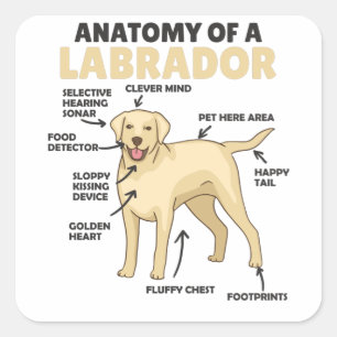 Sticker Carré Anatomie D'Un Chien Doux Du Labrador Retriever